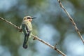 White-fronted Bee-eater in Kruger National park, South Africa Royalty Free Stock Photo