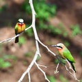 White fronted bee-eater Royalty Free Stock Photo