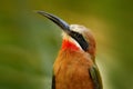 White-fronted bee-eater, Merops bullockoides, forest in Tanzania, Africa. Detail head portrait of exotic orange and red African