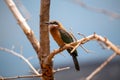 White-fronted Bee-eater (Merops bullockoides) - Graceful Insect Hunter