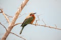 White-fronted Bee-eater (Merops bullockoides) - Graceful Insect Hunter