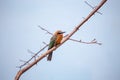 White-fronted Bee-eater (Merops bullockoides) - Graceful Insect Hunter