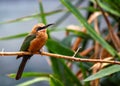 White-fronted Bee-eater (Merops bullockoides) - Graceful Insect Hunter