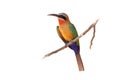 White-fronted Bee-eater - Merops bullockoides  green and orange and red bird widely distributed in sub-equatorial Africa, nest in Royalty Free Stock Photo
