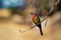 White-fronted Bee-eater - Merops bullockoides  green and orange and red bird widely distributed in sub-equatorial Africa, nest in Royalty Free Stock Photo