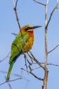 White-fronted Bee-eater - Okavango Delta - Botswana Royalty Free Stock Photo