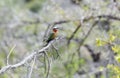 A white-fronted bee-eater, Merops bullockoides, perched on a tree branch in South Africa Royalty Free Stock Photo