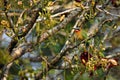 The white-fronted bee-eater Merops bullockoides sitting on the branch of a flowering tree. A very colorful bird is well Royalty Free Stock Photo