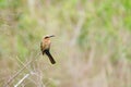 White-fronted Bee-eater Merops bullockoides Royalty Free Stock Photo