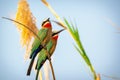 White-Fronted Bee-Eater at the Okavango River