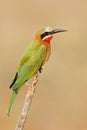 White-fronted bee-eater perched on a branch, Kruger National Park, South Africa Royalty Free Stock Photo