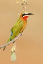 White-fronted bee-eater perched on a branch, Kruger National Park, South Africa Royalty Free Stock Photo