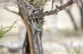 White-fronted bee-eater, Selous Game Reserve, Tanzania Royalty Free Stock Photo