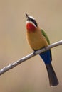 White fronted bee eater sitting on branch to hunt for insects Royalty Free Stock Photo