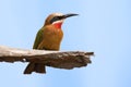 White fronted bee eater sitting on branch to hunt for insects Royalty Free Stock Photo