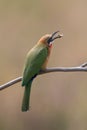 White fronted bee eater sitting on branch to hunt for insects Royalty Free Stock Photo