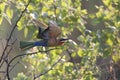 White fronted bee eater sitting on branch to hunt for insects Royalty Free Stock Photo