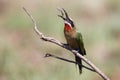 White fronted bee eater sitting on branch to hunt for insects Royalty Free Stock Photo