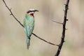 White fronted bee eater sitting on branch to hunt for insects Royalty Free Stock Photo
