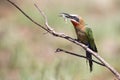 White fronted bee eater sitting on branch to hunt for insects Royalty Free Stock Photo
