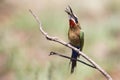 White fronted bee eater sitting on branch to hunt for insects Royalty Free Stock Photo