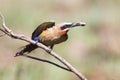 White fronted bee eater sitting on branch to hunt for insects Royalty Free Stock Photo