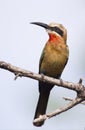 White fronted bee eater sitting on branch to hunt for insects Royalty Free Stock Photo
