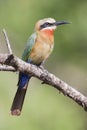 White fronted bee eater sitting on branch to hunt for insects Royalty Free Stock Photo