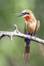 White fronted bee eater sitting on branch to hunt for insects Royalty Free Stock Photo