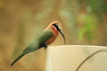 White-fronted bee-eater Royalty Free Stock Photo