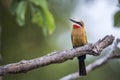 White fronted Bee eater in Kruger National park, South Africa Royalty Free Stock Photo