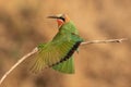 White-fronted bee-eater stretching its wings after cleanup