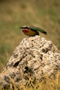 White-fronted bee-eater takes off from white rock Royalty Free Stock Photo