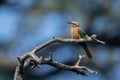 White-fronted bee-eater on twisted branch lifting beak Royalty Free Stock Photo