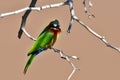 White fronted bee-eater Royalty Free Stock Photo