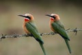 White-fronted Bee-eaters Royalty Free Stock Photo