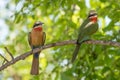 White-fronted Bee-eaters in an African savanna Royalty Free Stock Photo