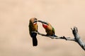 White fronted bee-eaters feeding each other Royalty Free Stock Photo