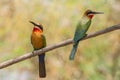 White fronted bee eaters Merops bullockoides near the river Chobe, Botswana Africa Royalty Free Stock Photo