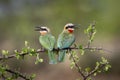 White-fronted Bee-eaters sitting on a branch in Botswana, Africa Royalty Free Stock Photo