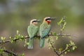 White-fronted Bee-eaters sitting on a branch in Botswana, Africa Royalty Free Stock Photo