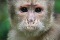 A white fronted capuchin monkey, cebus albifrons, looking suprised Royalty Free Stock Photo