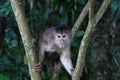 A white fronted capuchin monkey, cebus albifrons, sitting in a small tree Royalty Free Stock Photo