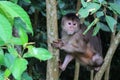 A white fronted capuchin monkey, cebus albifrons, sitting in a small tree Royalty Free Stock Photo