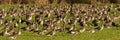 White-fronted Geese, Anser albifrons, on meadow in winter, Lueneburg Heath Royalty Free Stock Photo