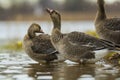 White-fronted geese drinking water in the river Lielupe