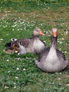 White-fronted Goose