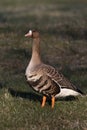 White Fronted Goose (Anser albifrons) on ground Royalty Free Stock Photo