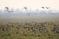 White fronted Goose. Anser albifrons. Latvia Royalty Free Stock Photo