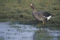 White-fronted goose, Anser albifrons Royalty Free Stock Photo